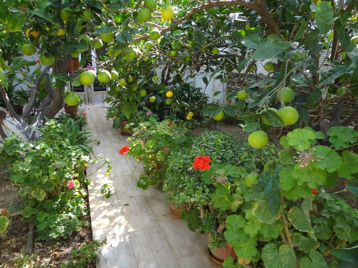 Villa Cozy Citrus Garden House By The Seaside. Khónias Exterior foto